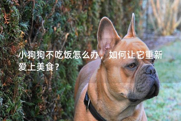 小狗狗不吃飯怎么辦，如何讓它重新愛上美食？