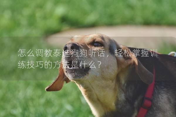 怎么調教泰迪狗狗聽話，輕松掌握訓練技巧的方法是什么？