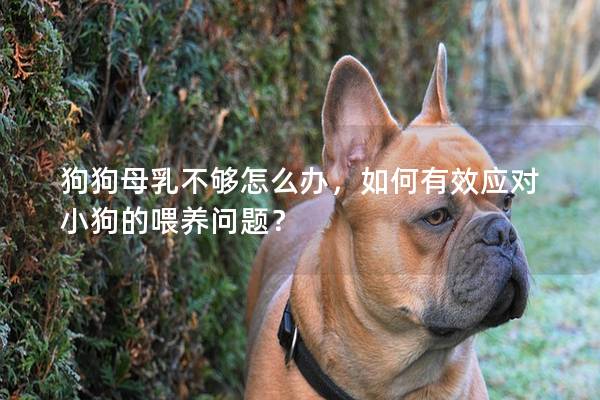 狗狗母乳不夠怎么辦，如何有效應對小狗的喂養問題？