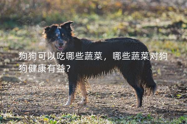 狗狗可以吃哪些蔬菜，哪些蔬菜對狗狗健康有益？