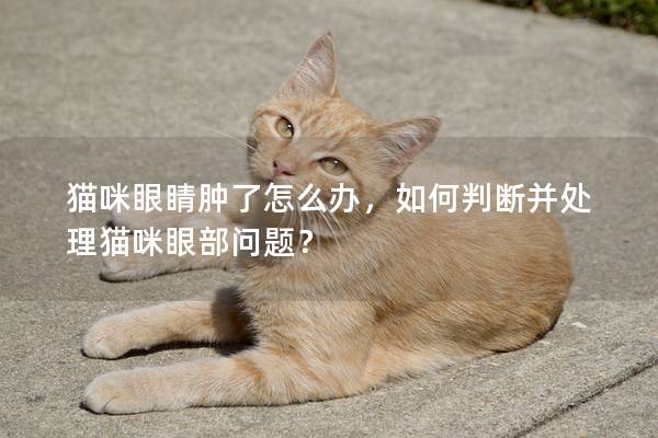 貓咪眼睛腫了怎么辦，如何判斷并處理貓咪眼部問題？