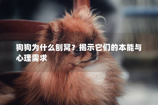 狗狗為什么刨窩？揭示它們的本能與心理需求