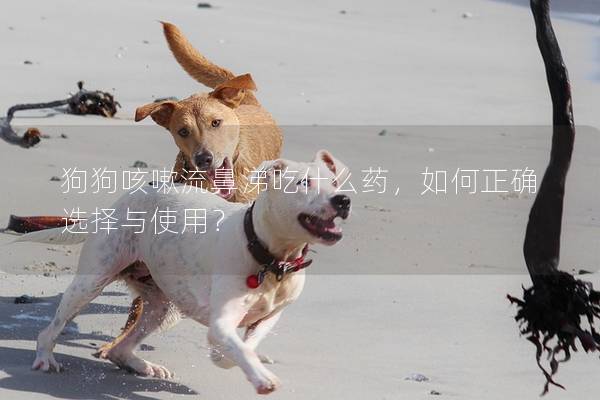 狗狗咳嗽流鼻涕吃什么藥，如何正確選擇與使用？