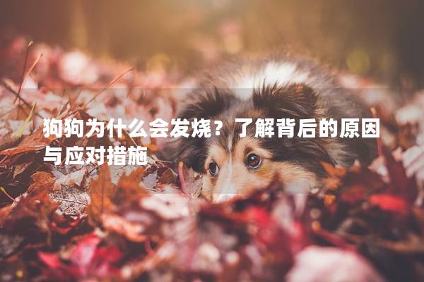 狗狗為什么會(huì)發(fā)燒？了解背后的原因與應(yīng)對(duì)措施