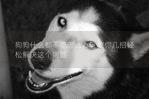 狗狗什么都不吃怎么辦？教你幾招輕松解決這個問題
