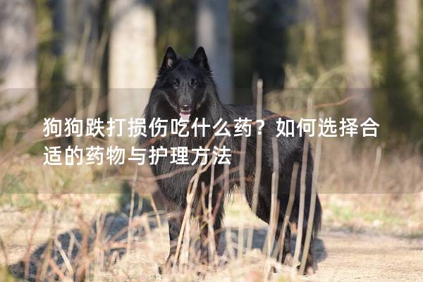 狗狗跌打損傷吃什么藥？如何選擇合適的藥物與護(hù)理方法