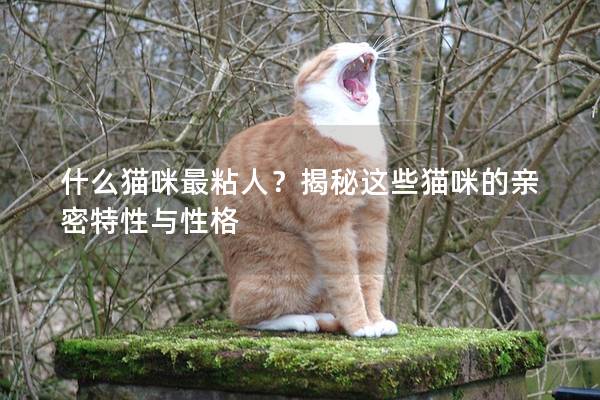 什么貓咪最粘人？揭秘這些貓咪的親密特性與性格