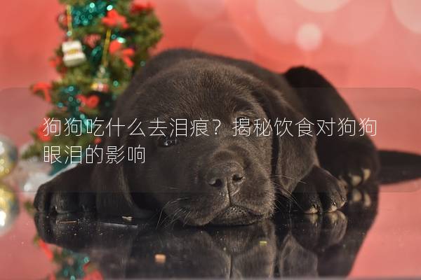 狗狗吃什么去淚痕？揭秘飲食對(duì)狗狗眼淚的影響