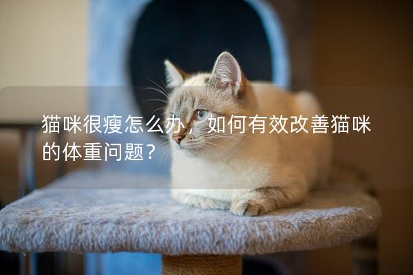 貓咪很瘦怎么辦，如何有效改善貓咪的體重問題？