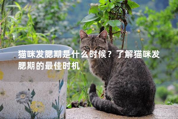 貓咪發腮期是什么時候？了解貓咪發腮期的最佳時機