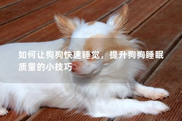 如何讓狗狗快速睡覺，提升狗狗睡眠質(zhì)量的小技巧