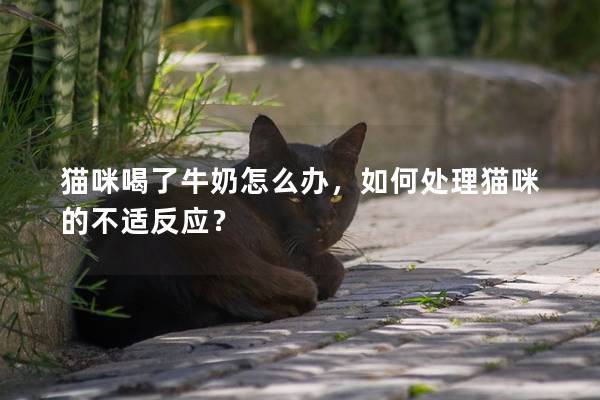 貓咪喝了牛奶怎么辦，如何處理貓咪的不適反應？