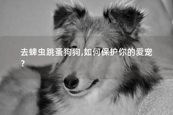 去蜱蟲跳蚤狗狗,如何保護你的愛寵？
