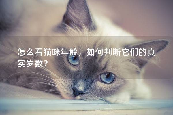 怎么看貓咪年齡，如何判斷它們的真實歲數(shù)？