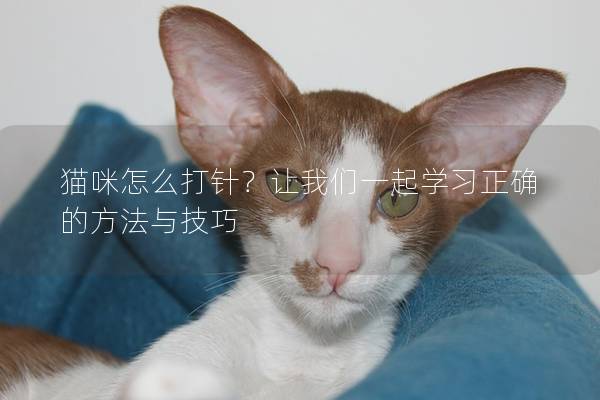貓咪怎么打針？讓我們一起學習正確的方法與技巧