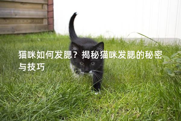 貓咪如何發(fā)腮？揭秘貓咪發(fā)腮的秘密與技巧