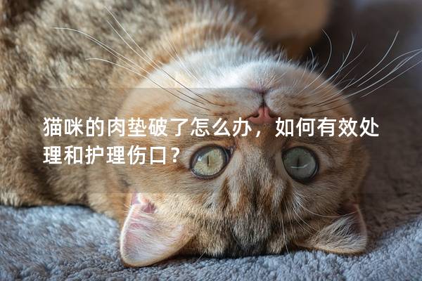 貓咪的肉墊破了怎么辦，如何有效處理和護理傷口？