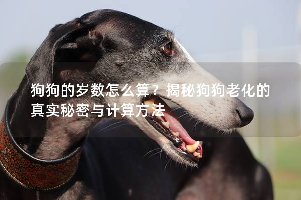 狗狗的歲數(shù)怎么算？揭秘狗狗老化的真實(shí)秘密與計(jì)算方法