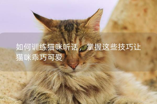 如何訓練貓咪聽話，掌握這些技巧讓貓咪乖巧可愛