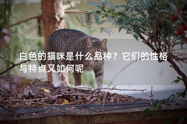 白色的貓咪是什么品種？它們的性格與特點又如何呢