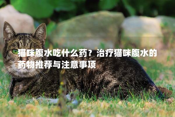 貓咪腹水吃什么藥？治療貓咪腹水的藥物推薦與注意事項