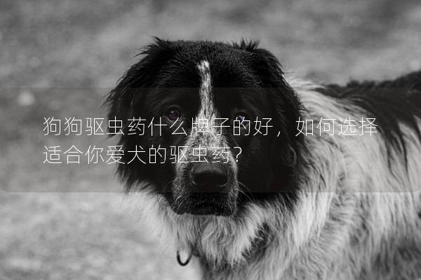 狗狗驅蟲藥什么牌子的好,如何選擇適合你愛犬的驅蟲藥? 狗狗驅蟲藥什么牌子的好,如何選擇適合你愛犬的驅蟲藥?