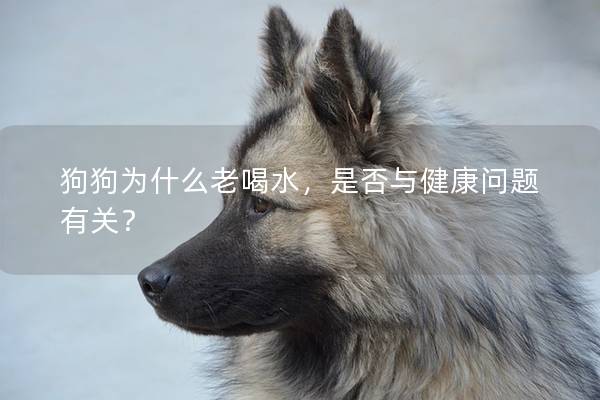 狗狗為什么老喝水，是否與健康問(wèn)題有關(guān)？