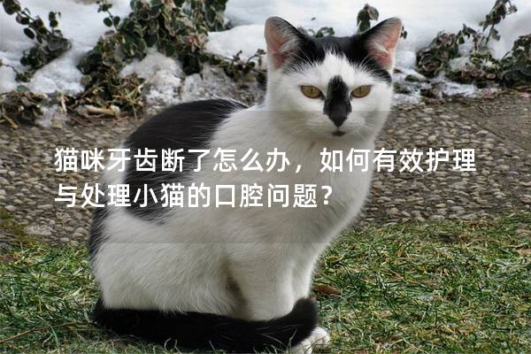 貓咪牙齒斷了怎么辦，如何有效護(hù)理與處理小貓的口腔問題？