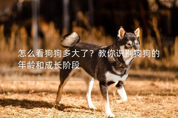 怎么看狗狗多大了？教你識別狗狗的年齡和成長階段