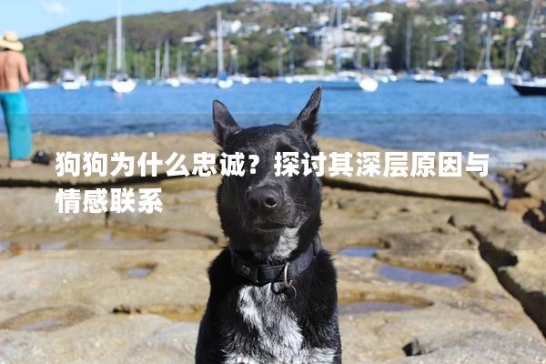 狗狗為什么忠誠?探討其深層原因與情感聯系 狗狗為什么忠誠?探討其深層原因與情感聯系