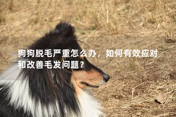 狗狗脫毛嚴重怎么辦,如何有效應對和改善毛發問題? 狗狗脫毛嚴重怎么辦,如何有效應對和改善毛發問題?