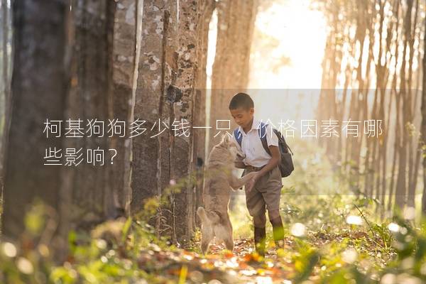 柯基狗狗多少錢一只，價格因素有哪些影響？