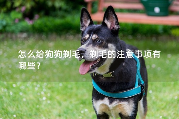 怎么給狗狗剃毛，剃毛的注意事項有哪些？