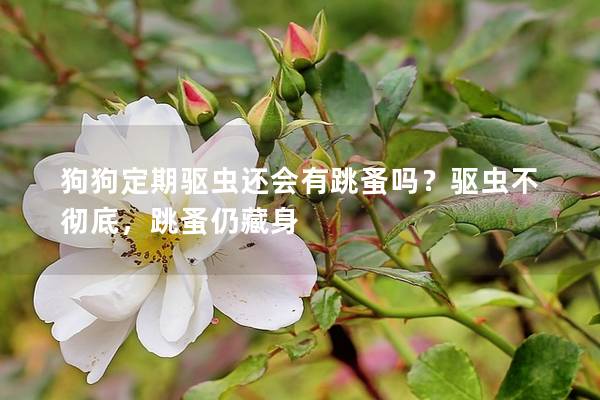 狗狗定期驅蟲還會有跳蚤嗎？驅蟲不徹底，跳蚤仍藏身