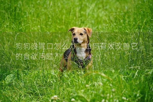 狗狗沒(méi)胃口怎么辦，如何有效改善它的食欲問(wèn)題？