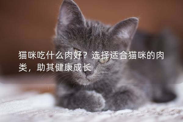 貓咪吃什么肉好？選擇適合貓咪的肉類，助其健康成長