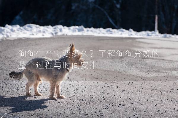 狗狗生產需要多久？了解狗狗分娩的整個過程與時間安排