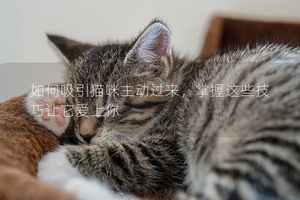 如何吸引貓咪主動(dòng)過(guò)來(lái)，掌握這些技巧讓它愛(ài)上你