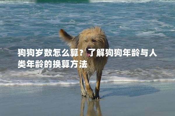 狗狗歲數(shù)怎么算?了解狗狗年齡與人類年齡的換算方法 狗狗歲數(shù)怎么算?了解狗狗年齡與人類年齡的換算方法