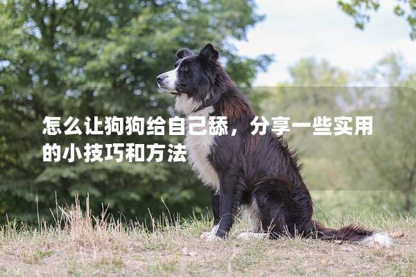 怎么讓狗狗給自己舔，分享一些實(shí)用的小技巧和方法