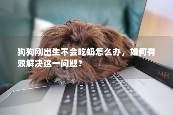 狗狗剛出生不會(huì)吃奶怎么辦，如何有效解決這一問題？