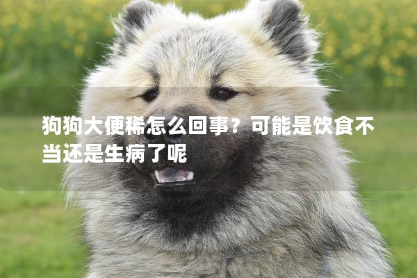 狗狗大便稀怎么回事？可能是飲食不當(dāng)還是生病了呢