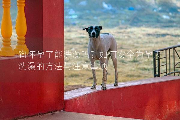 狗懷孕了能洗澡嗎？如何安全為孕犬洗澡的方法與注意事項