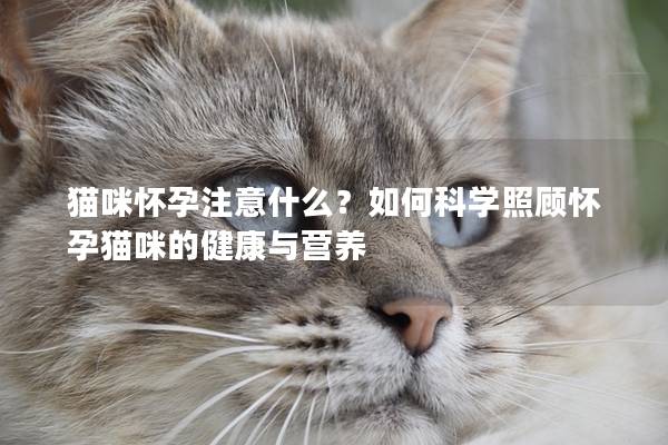 貓咪懷孕注意什么？如何科學照顧懷孕貓咪的健康與營養(yǎng)