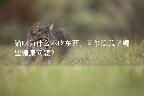 貓咪為什么不吃東西，可能隱藏了哪些健康問(wèn)題？