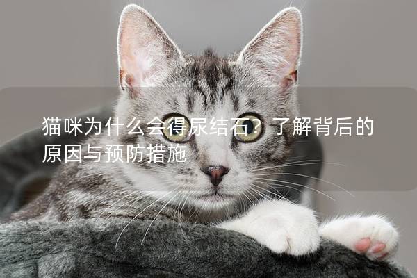 貓咪為什么會得尿結石？了解背后的原因與預防措施