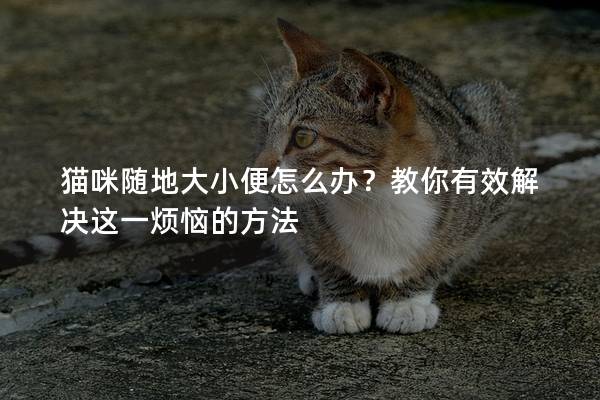 貓咪隨地大小便怎么辦？教你有效解決這一煩惱的方法
