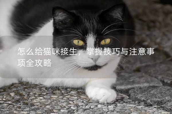 怎么給貓咪接生，掌握技巧與注意事項(xiàng)全攻略