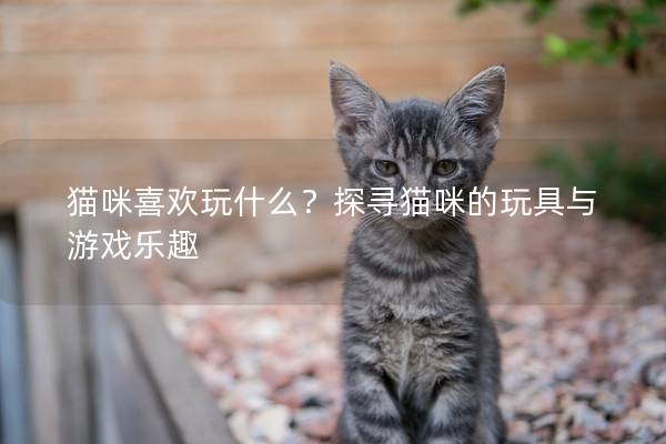 貓咪喜歡玩什么？探尋貓咪的玩具與游戲樂趣