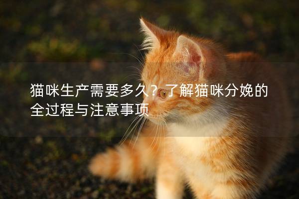 貓咪生產需要多久？了解貓咪分娩的全過程與注意事項